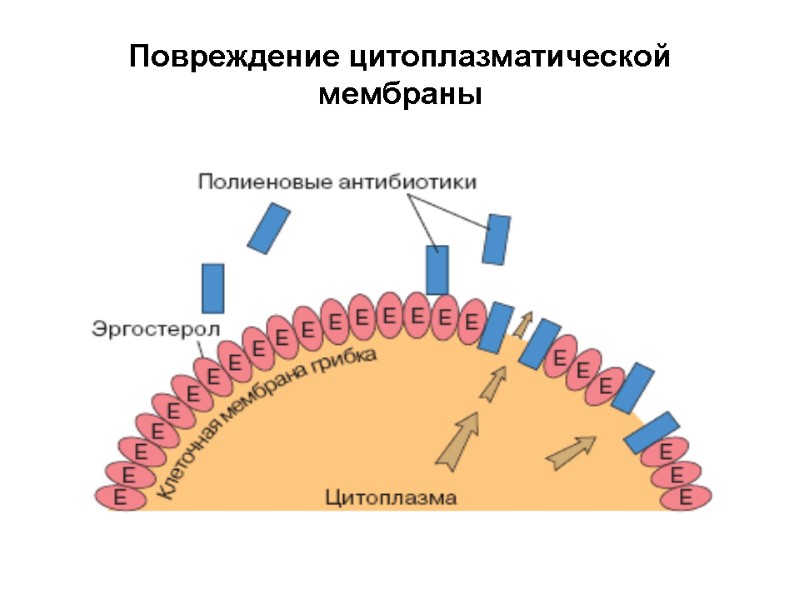 Повреждение цитоплазматической мембраны